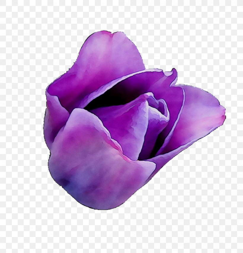 Purple Tulip, PNG, 999x1041px, Purple, Flower, Flowering Plant, Hybrid Tea Rose, Magenta Download Free