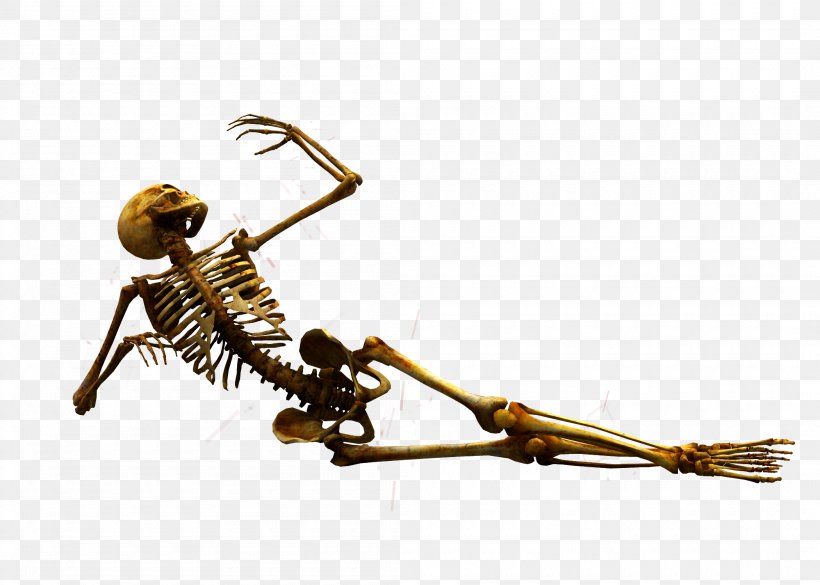 Stock DeviantArt Bone Skull Skeleton, PNG, 2100x1500px, Stock, Art, Bone, Brass, Deviantart Download Free