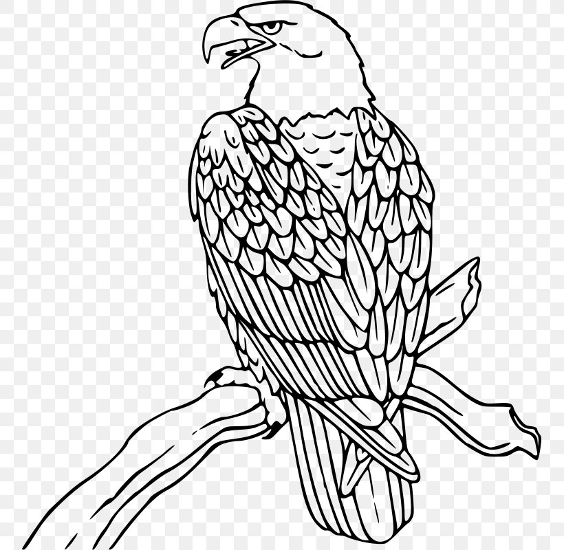 Bald Eagle Clip Art, PNG, 755x800px, Bald Eagle, Adult, Art, Artwork, Beak Download Free