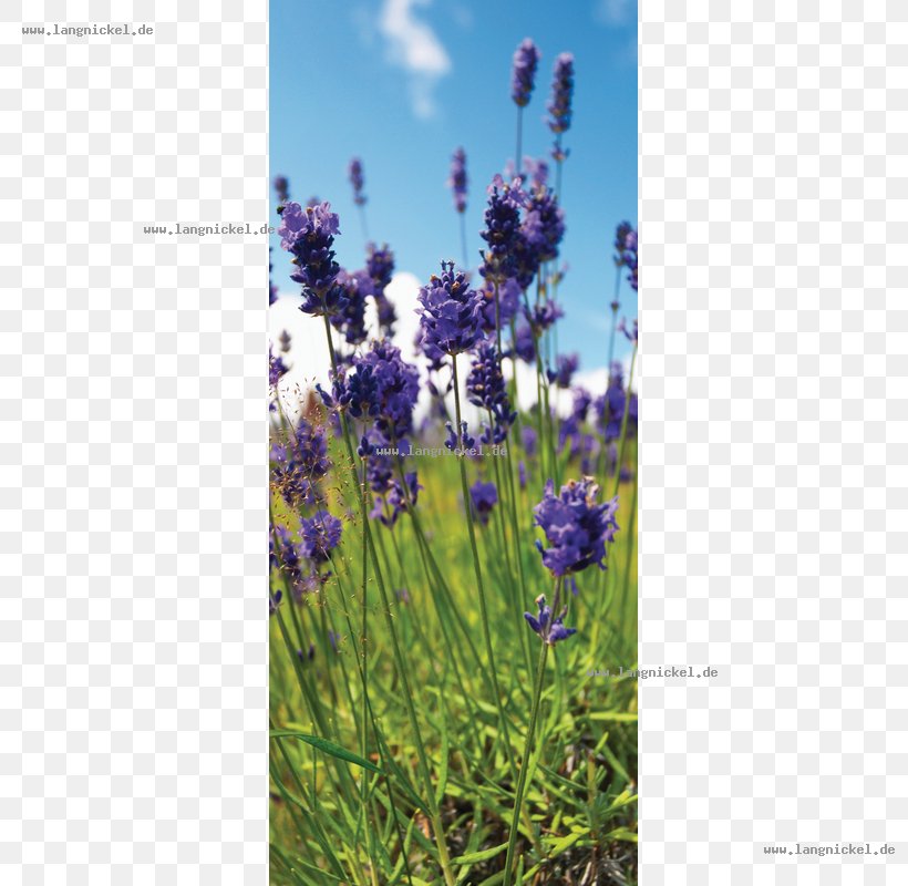 English Lavender French Lavender Artificial Flower Web Banner, PNG, 800x800px, English Lavender, Artificial Flower, Clothing Accessories, Euro, Flora Download Free