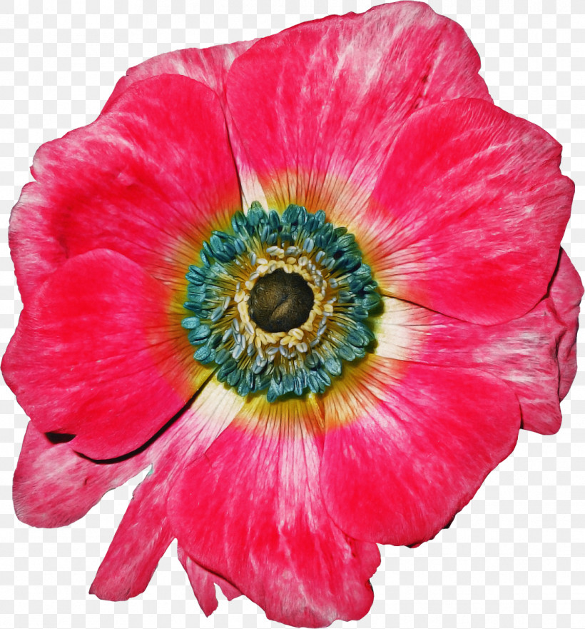 Flower Petal Plant Pink Oriental Poppy, PNG, 1116x1200px, Flower, Anemone, Annual Plant, Cut Flowers, Oriental Poppy Download Free