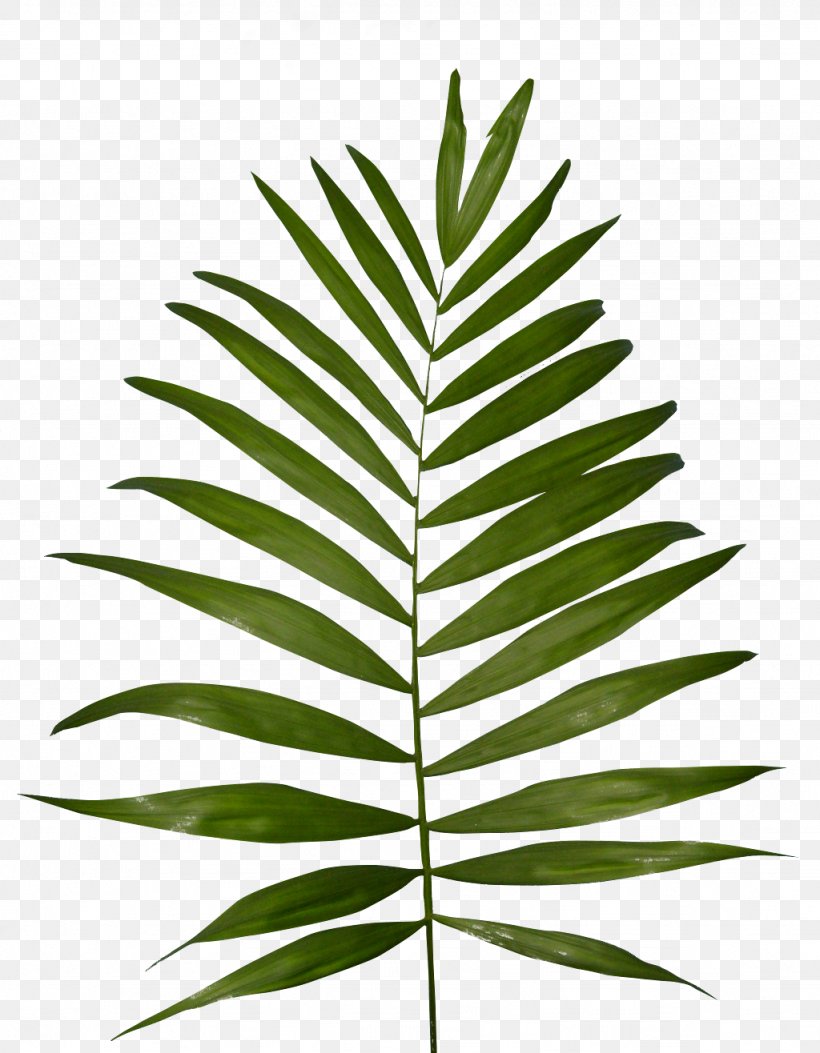 Plant Fern Frond Clip Art, PNG, 1024x1316px, Plant, Fern, Frond, Grass, Hemp Download Free