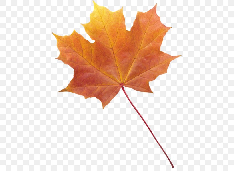 Autumn Leaf Color Desktop Wallpaper, PNG, 458x600px, Autumn Leaf Color, Autumn, Leaf, Maple Leaf, Maple Tree Download Free