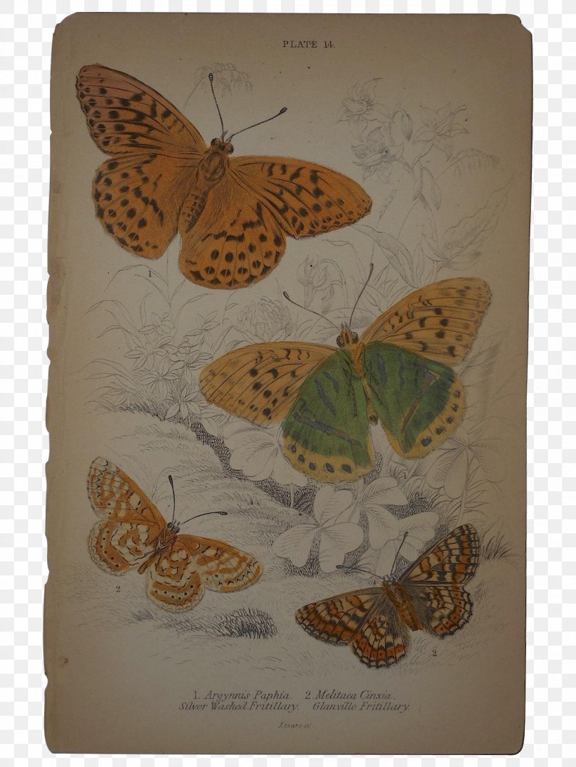 Butterfly Nymphalidae Messenger Bags Printing, PNG, 1200x1600px, Butterfly, Antique, Art, Bag, Brush Footed Butterfly Download Free
