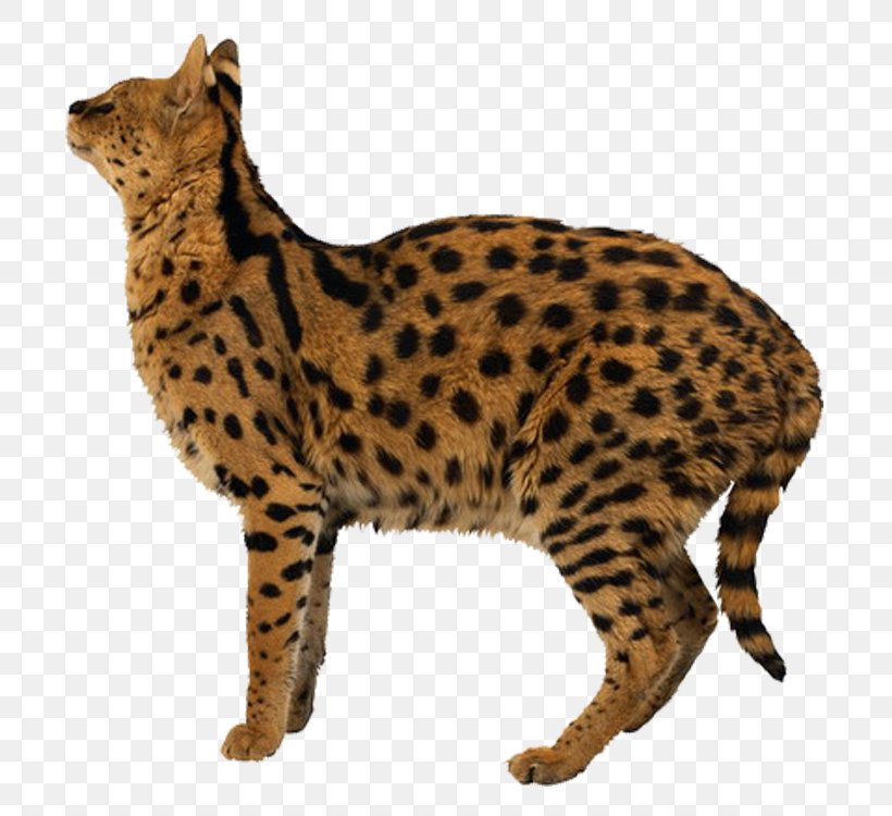 Egyptian Mau Leopard Tiger Liger Lion, PNG, 750x750px, Egyptian Mau, Animal, Bengal, Big Cats, Carnivoran Download Free