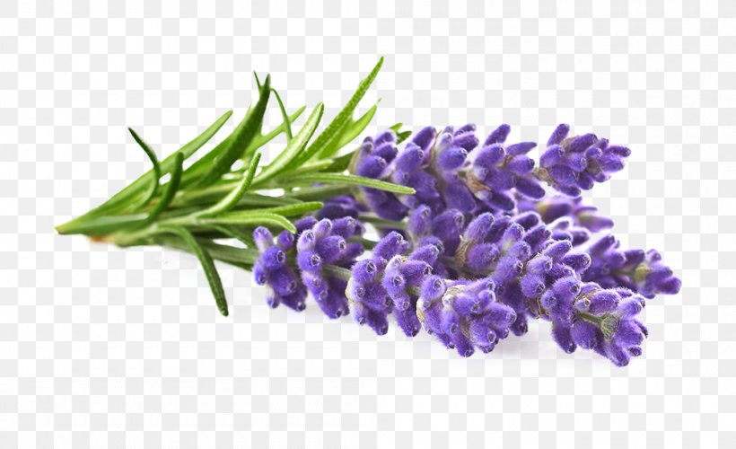 English Lavender Lavender Oil Brilliantine Hair Styling Products, PNG, 1000x610px, English Lavender, Beard Oil, Brilliantine, Essential Oil, Flower Download Free