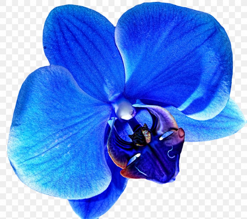 Orchids Blue Flower Clip Art, PNG, 1280x1133px, Orchids, Blue, Cobalt Blue, Color, Drawing Download Free