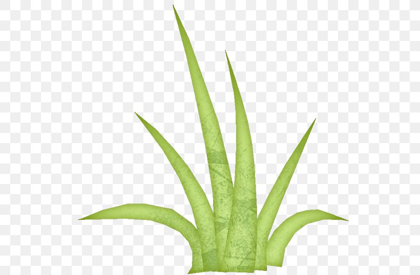 Aloe Vera Leaf, PNG, 547x538px, Plant Stem, Agave, Aloe, Aloe Vera, Aloes Download Free