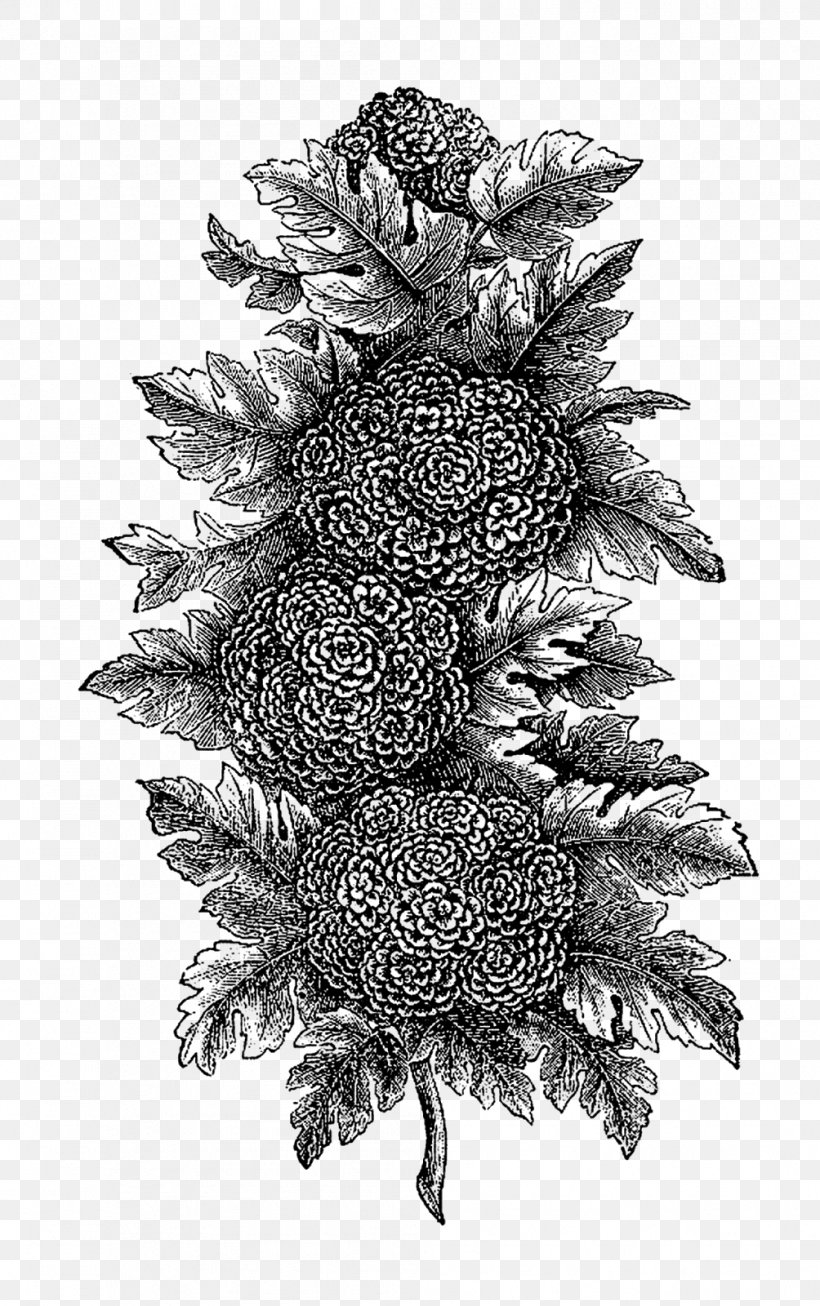 Black And White Botanical Illustration Botany Drawing, PNG, 1004x1600px, Black And White, Botanical Illustration, Botany, Branch, Conifer Download Free