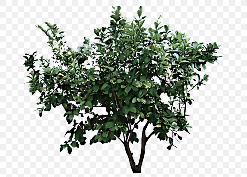 Flower Plant Tree Woody Plant Branch, PNG, 737x589px, Flower, Branch, Leaf, Mock Orange, Plant Download Free