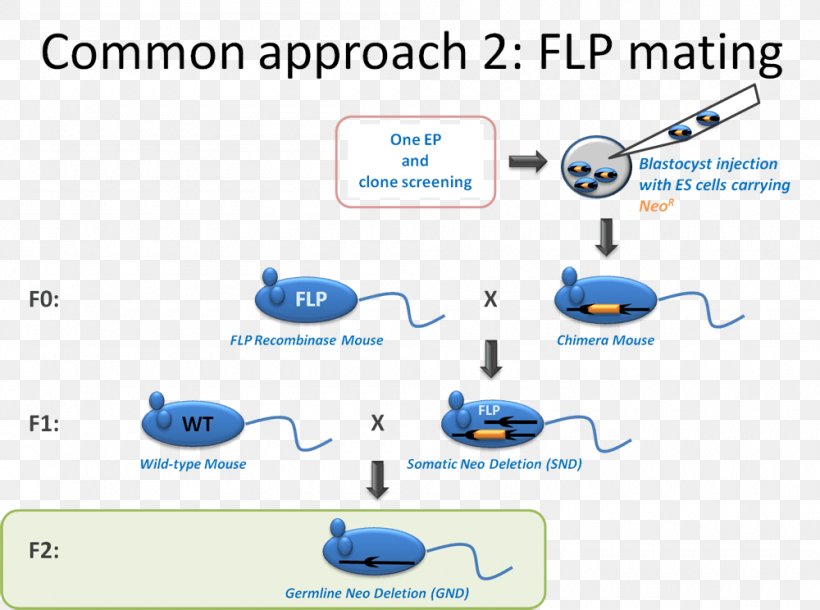 FLP-FRT Recombination Cre Recombinase Gene Targeting Gene Knockin, PNG, 1000x744px, Flpfrt Recombination, Area, Blastocyst, Brand, Chimera Download Free