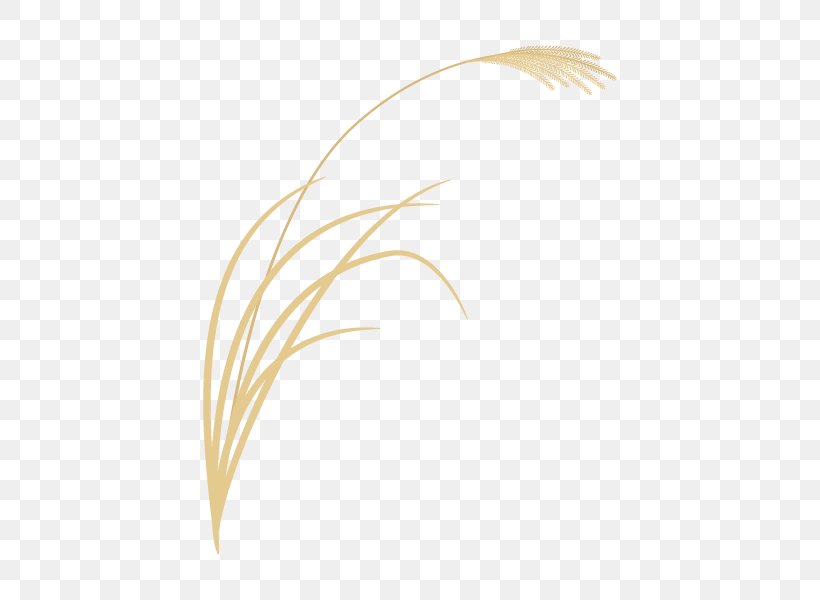 Chinese Silver Grass Illustration Illustrator Graphics Design, PNG, 600x600px, Chinese Silver Grass, Feather, Grass, Grass Family, Grasses Download Free