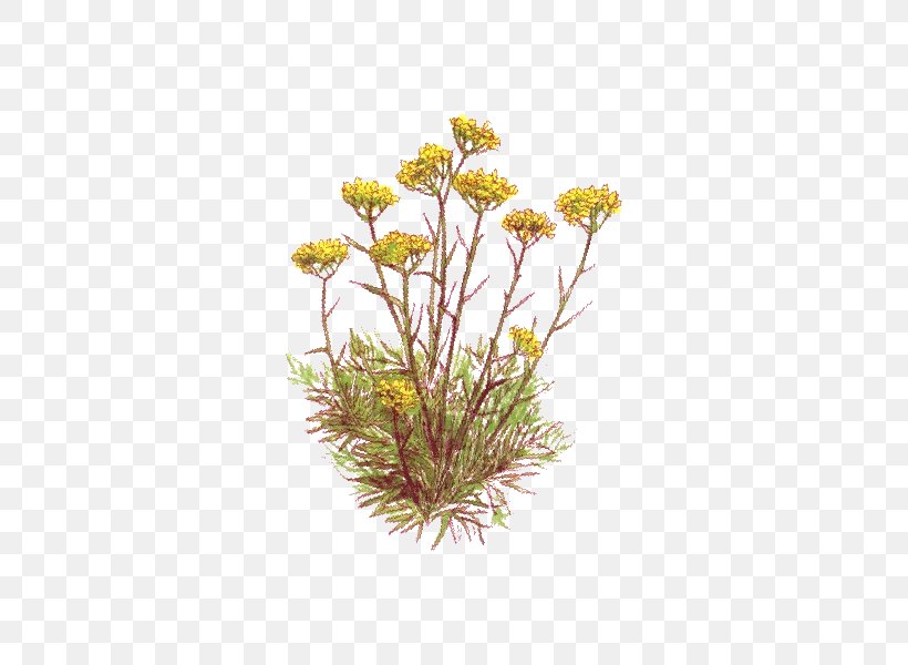 Curry Plant Essential Oil Herbal Distillate Vegetable Oil, PNG, 600x600px, Curry Plant, Chrysanths, Cut Flowers, Daisy Family, Dandelion Download Free