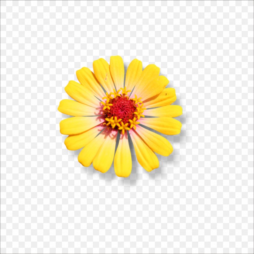 Flower Chrysanthemum, PNG, 1773x1773px, Flower, Calendula, Chrysanthemum, Chrysanths, Dahlia Download Free