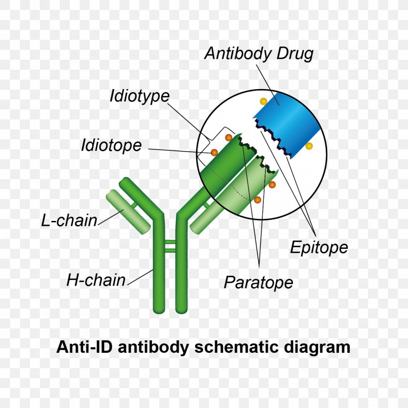 Idiotype Anti-idiotypic Vaccine Idiotopes Antibody Immune System, PNG, 1182x1182px, Watercolor, Cartoon, Flower, Frame, Heart Download Free