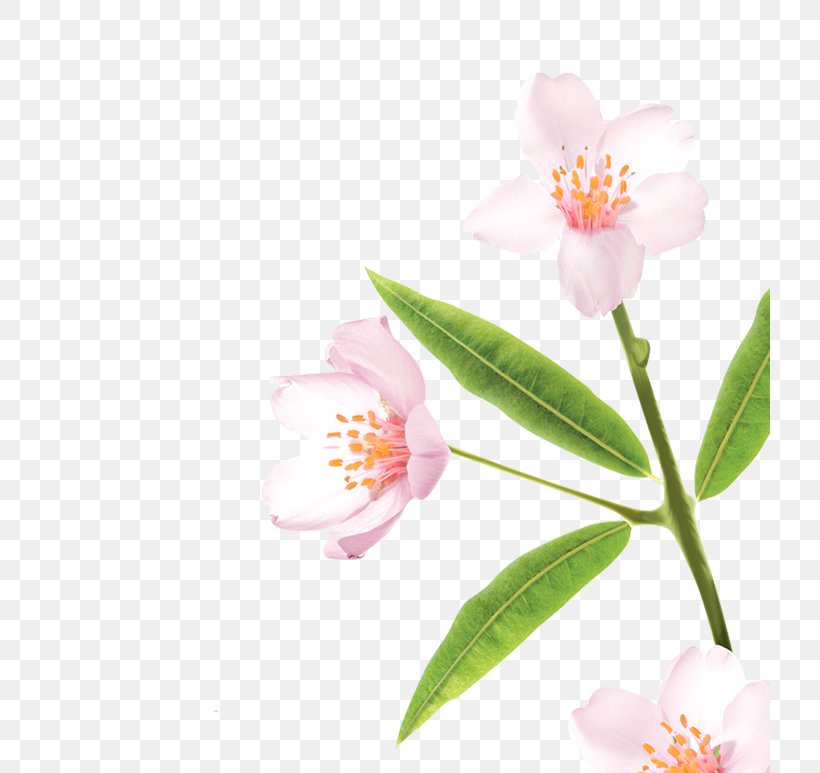 Sasanqua Camellia Pink M Plant Stem, PNG, 720x773px, Sasanqua Camellia, Blossom, Camellia, Camellia Sasanqua, Flower Download Free
