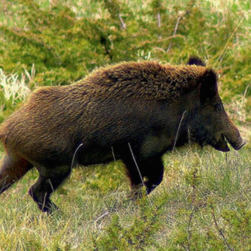 Wild Boar Italy Wiltshire Visayan Warty Pig Celebes Warty Pig, PNG, 1024x1024px, Wild Boar, Animal, Boar Hunting, Celebes Warty Pig, Dog Walking Download Free