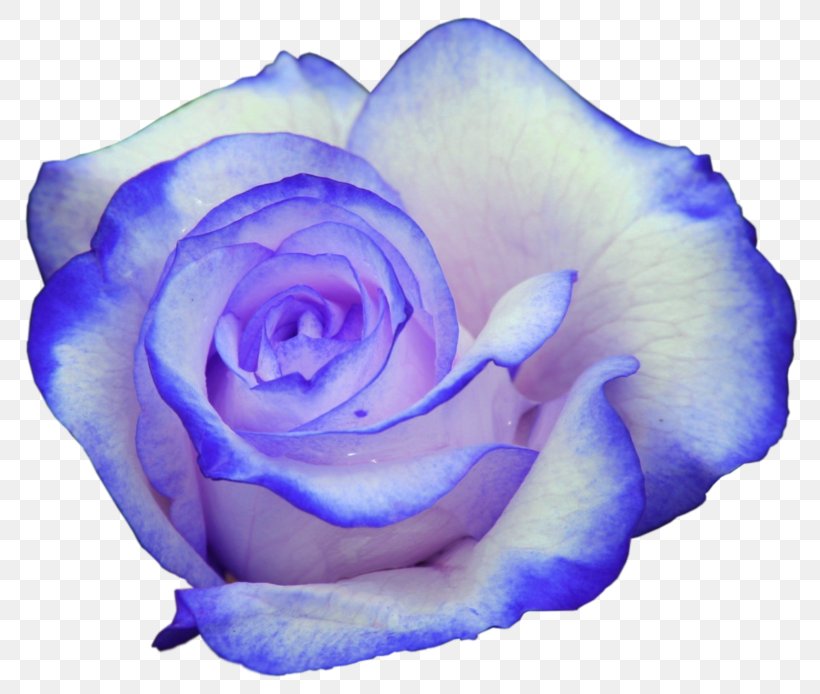 Desktop Wallpaper Rose Drawing Ultra-high-definition Television, PNG, 800x694px, 4k Resolution, Rose, Blue, Blue Rose, Cut Flowers Download Free