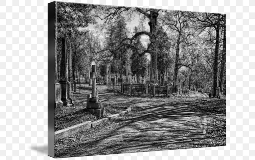 Woodland Painting Photography Picture Frames State Park, PNG, 650x513px, Woodland, Artwork, Black And White, Forest, Grove Download Free