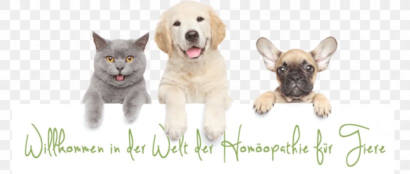 Dog–cat Relationship Dog–cat Relationship Pet Veterinarian, PNG, 1287x547px, Cat, Animal, Calico Cat, Carnivoran, Cat Health Download Free