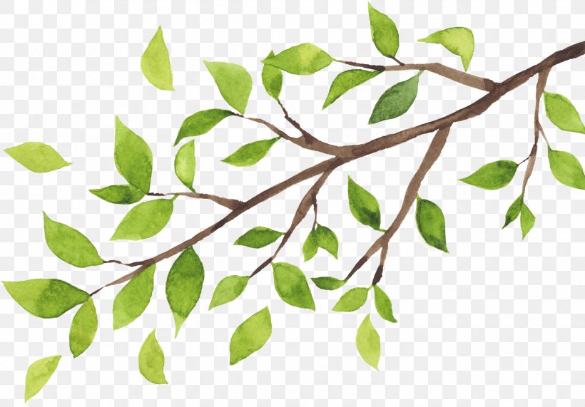 Twig Tree Branch Organization Leaf, PNG, 1768x1232px, Twig, Branch, Business, Leaf, Organization Download Free