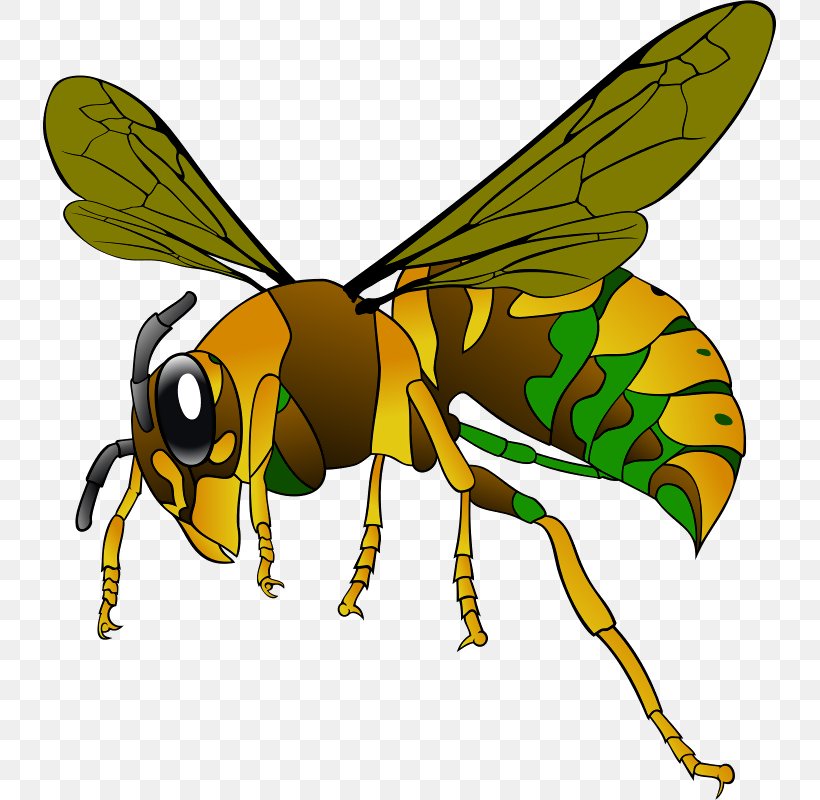 Clip Art Openclipart Free Content European Hornet Wasp, PNG, 733x800px, European Hornet, Arthropod, Asian Giant Hornet, Baldfaced Hornet, Bee Download Free