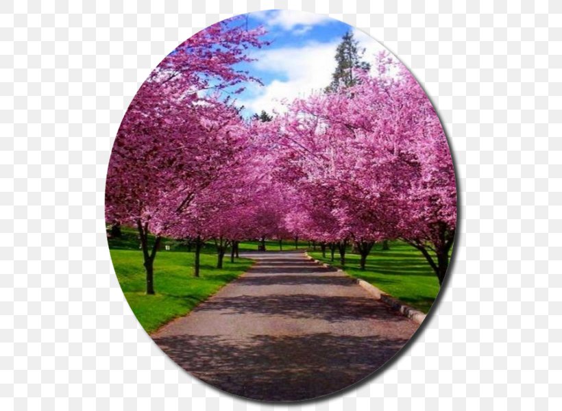 Landscaping Tree Landscape Painting Spring Cherry Blossom, PNG, 600x600px, Landscaping, Blossom, Bud, Cherry Blossom, Driveway Download Free