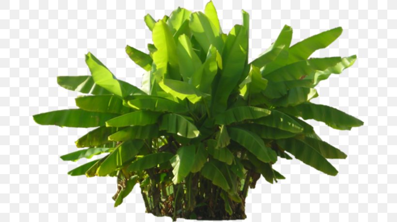 Green Plant Clip Art, PNG, 685x459px, Green, Fern, Flowerpot, Grass, Gratis Download Free