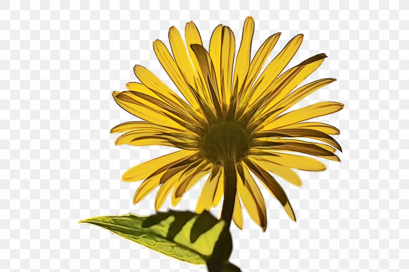 Sunflower, PNG, 1920x1280px, Watercolor, Chrysanthemum, Common Sunflower, Coneflower, Dandelion Download Free