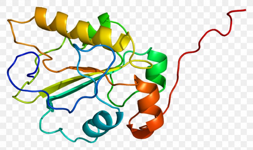 CDC25A Protein Cyclin-dependent Kinase 1 Cell Cycle, PNG, 929x555px, Protein, Area, Artwork, Cell Cycle, Cyclin Download Free