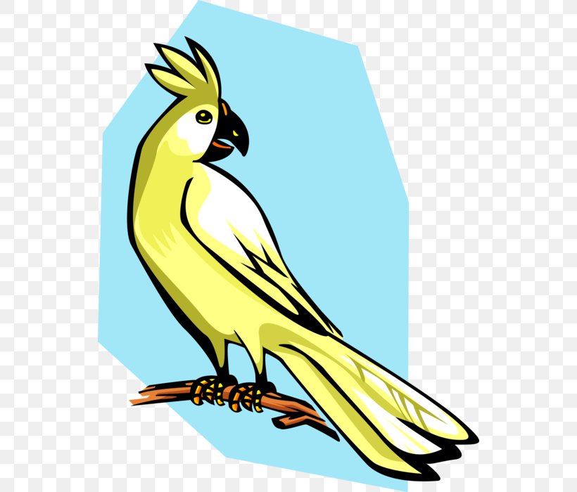Clip Art Vector Graphics Bird Cockatiel Royalty-free, PNG, 542x700px, Bird, Beak, Cockatiel, Cockatoo, Drawing Download Free