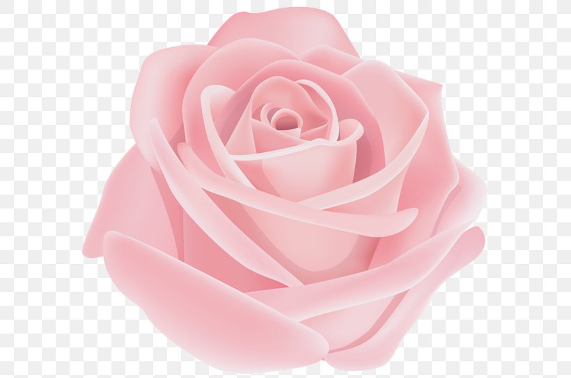 Garden Roses Clip Art Image Pink, PNG, 600x544px, Garden Roses, Blue, Blue Rose, Cabbage Rose, Cut Flowers Download Free