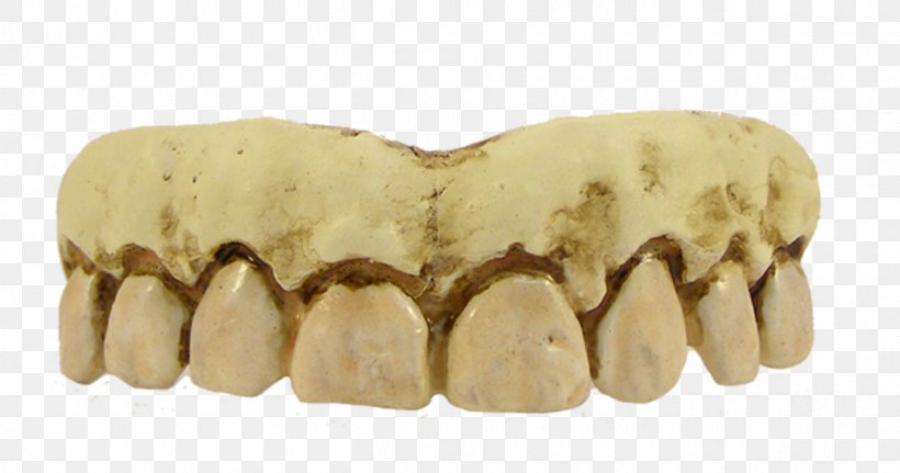 Human Tooth Costume Human Skeleton, PNG, 1200x632px, Human Tooth, Costume, Costume Party, Dentures, Fang Download Free