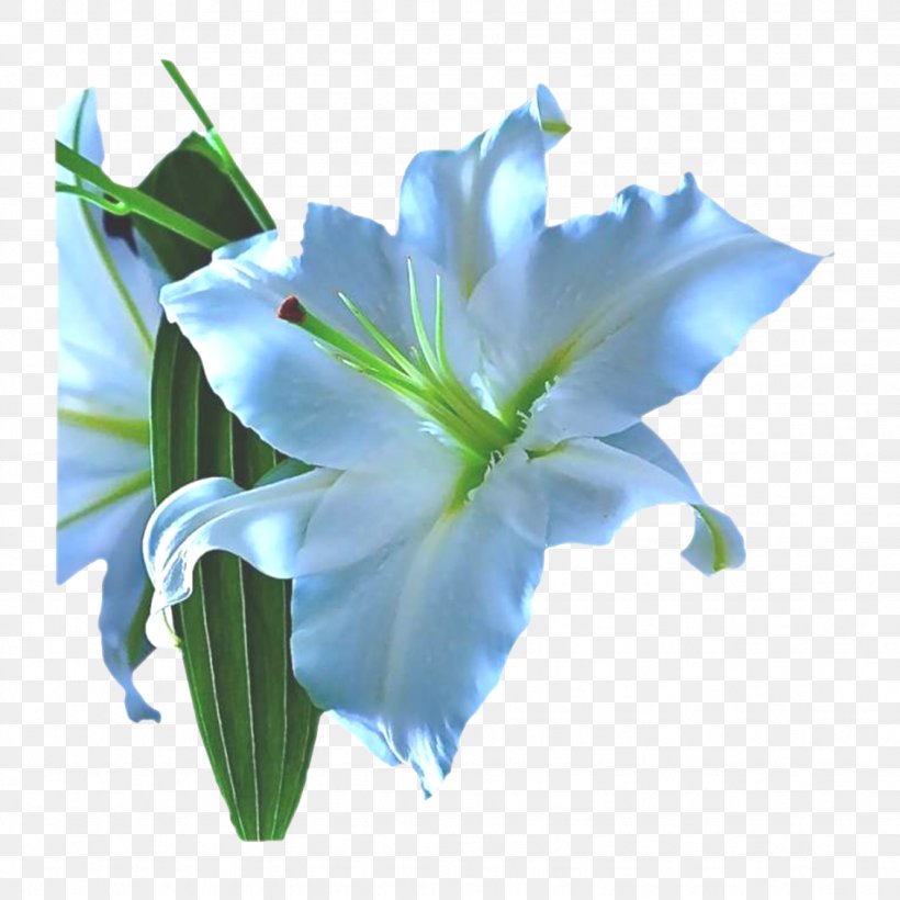 Lilium Blue Cut Flowers Fleur-de-lis, PNG, 1129x1129px, Lilium, Arcus Cloud, Blue, Cut Flowers, Fleurdelis Download Free