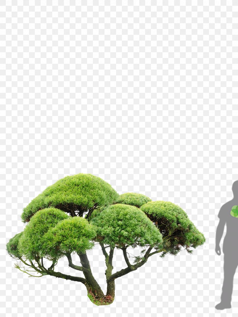 Tree, PNG, 900x1200px, Tree, Grass, Organism, Plant Download Free