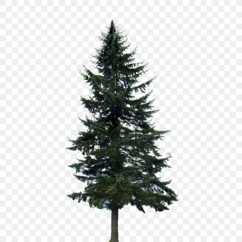 Western Yellow Pine Tree Conifers, PNG, 1099x1099px, Pine, Christmas Decoration, Christmas Ornament, Christmas Tree, Conifer Download Free