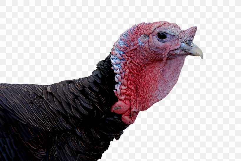 Feather, PNG, 1920x1280px, Wild Turkey, Beak, Biology, Birds, Closeup Download Free