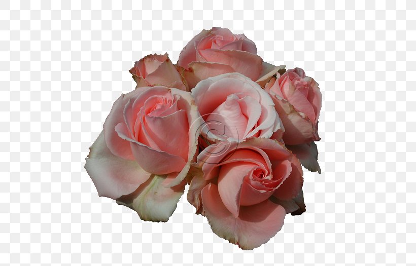 Rose Pink Flowers Clip Art, PNG, 700x525px, Rose, Artificial Flower, Cut Flowers, Digital Image, Flower Download Free