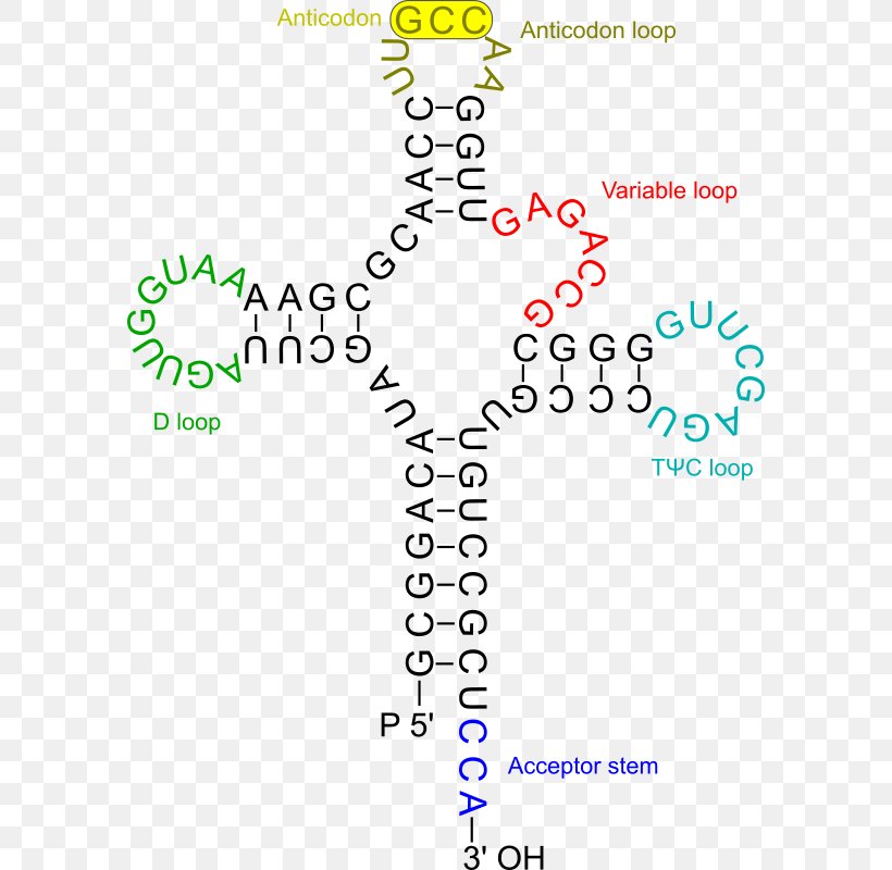 Transfer RNA Amino Acid Genetics RNA Virus, PNG, 586x800px, Rna, Amino Acid, Anticodon, Area, Biology Download Free