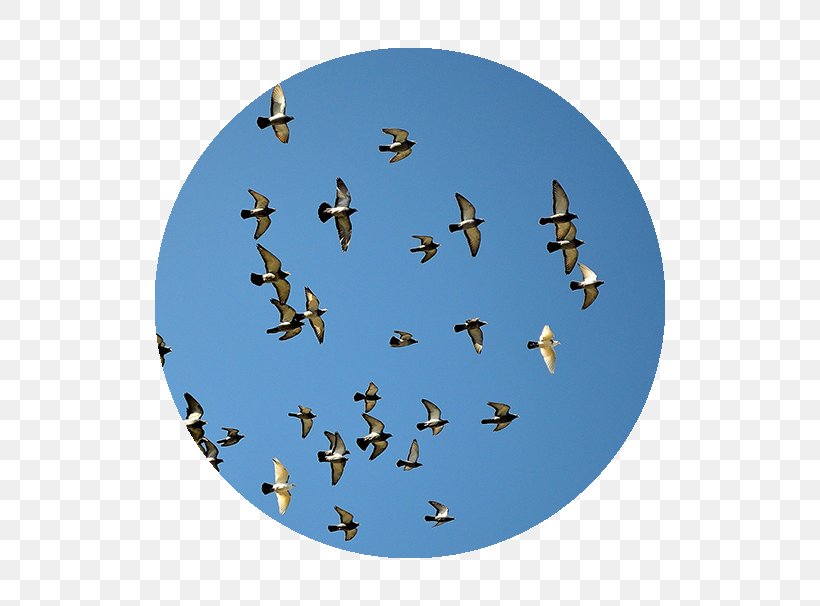 Bird Domestic Pigeon Columbidae Flock Fancy Pigeon, PNG, 606x606px, Bird, Animal, Animal Migration, Bird Migration, Birdwatching Download Free