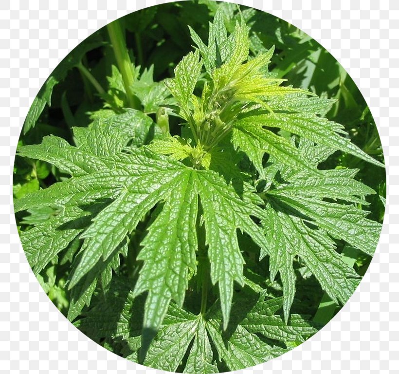 Трава пустырника Common Motherwort Tincture Thyroid Pharmaceutical Drug, PNG, 768x768px, Common Motherwort, Cannabis, Hemp, Hemp Family, Herb Download Free