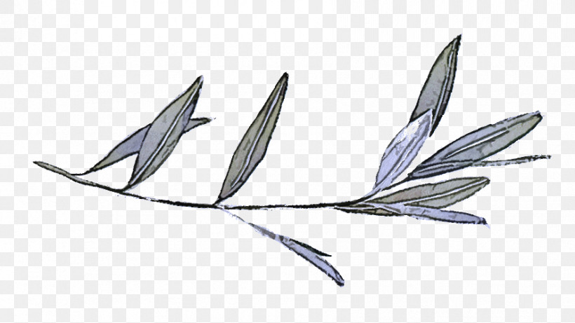 Feather, PNG, 889x500px, Leaf, Biology, Feather, Plant Structure, Plants Download Free