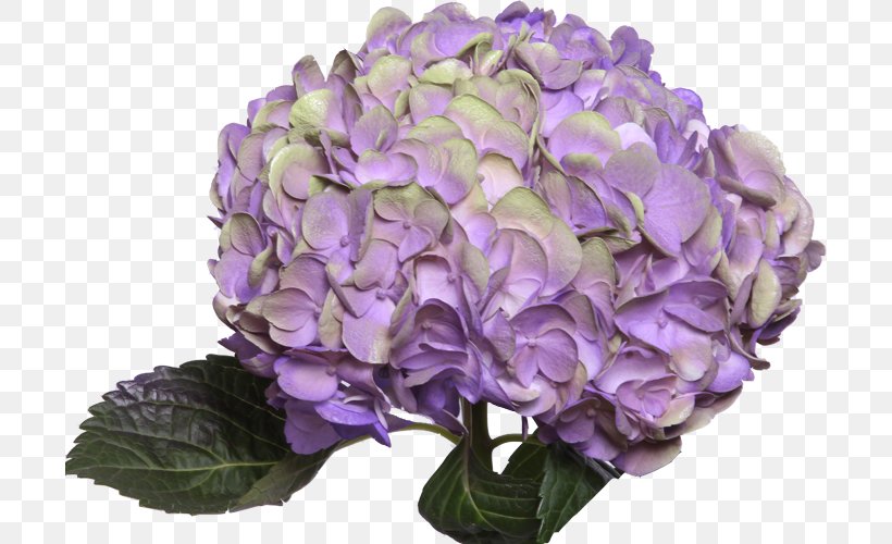 Hydrangea Purple Flowers Gallery Pink Red, PNG, 700x500px, Hydrangea, Amethyst, Cornales, Cut Flowers, Flower Download Free