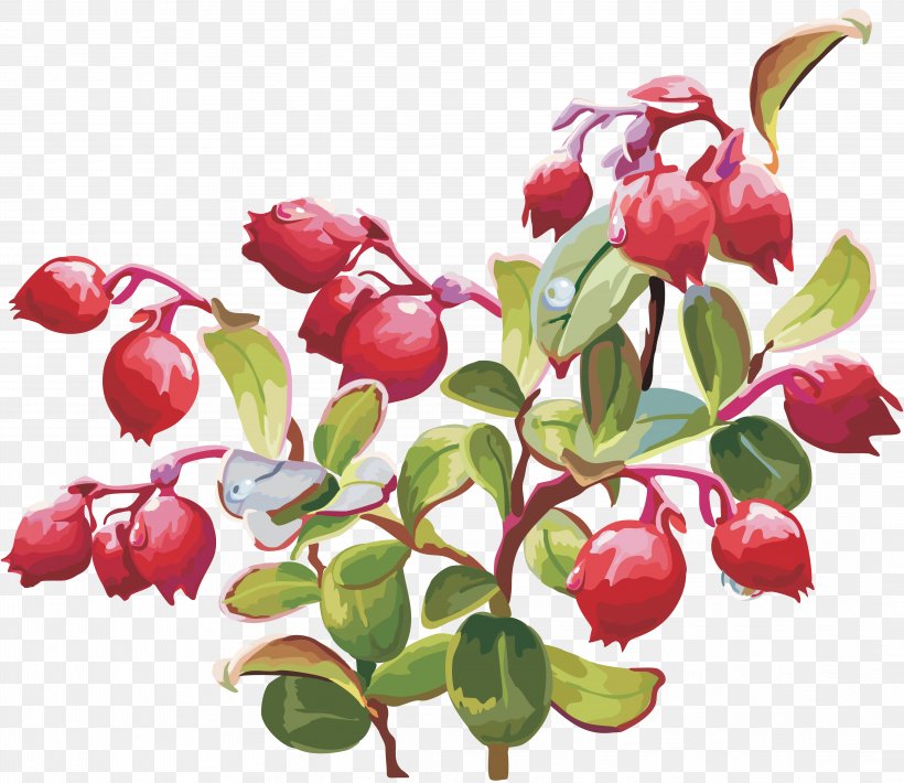 Lingonberry Cranberry Clip Art, PNG, 4238x3670px, Berry, Acerola, Acerola Family, Auglis, Blueberry Download Free