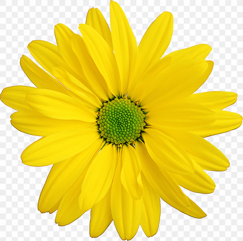 Sunflower, PNG, 1200x1190px, Flower, African Daisy, Annual Plant, Asterales, Barberton Daisy Download Free