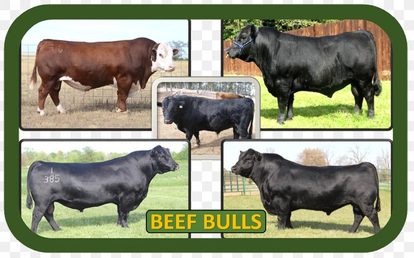 Zebu Calf Ox Bull Fauna, PNG, 980x612px, Zebu, Bull, Calf, Cattle Like Mammal, Cow Goat Family Download Free