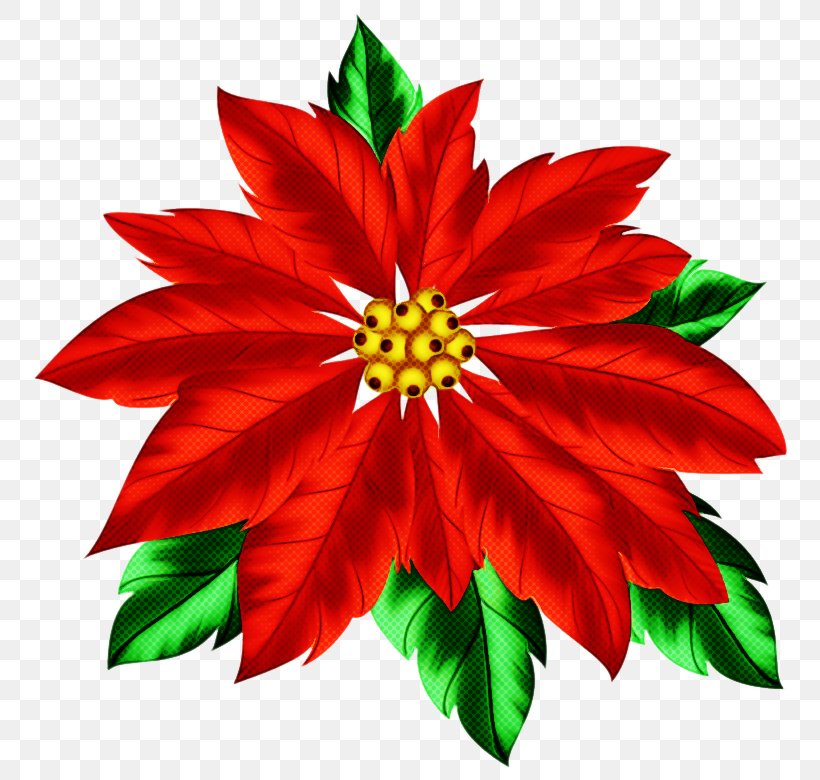 Flower Red Poinsettia Plant Petal, PNG, 800x780px, Flower, Flowering Plant, Herbaceous Plant, Leaf, Petal Download Free