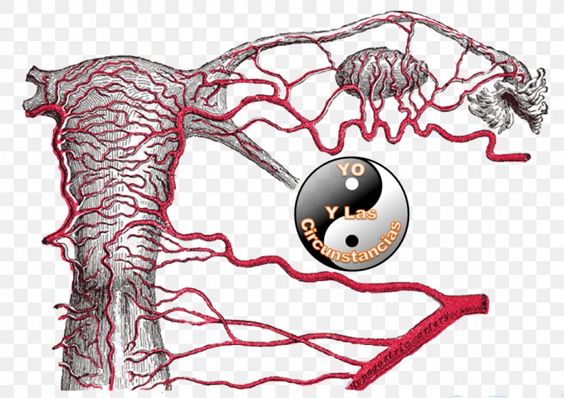 Round Ligament Of Uterus Uterine Artery Internal Iliac Artery, PNG, 1086x767px, Watercolor, Cartoon, Flower, Frame, Heart Download Free