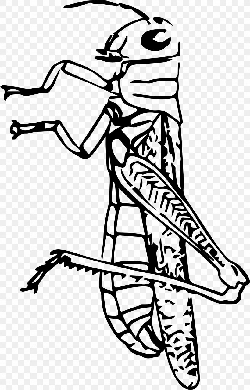 Beetle Spider Grasshopper Clip Art, PNG, 1406x2191px, Beetle, Arm, Art, Artwork, Bird Download Free