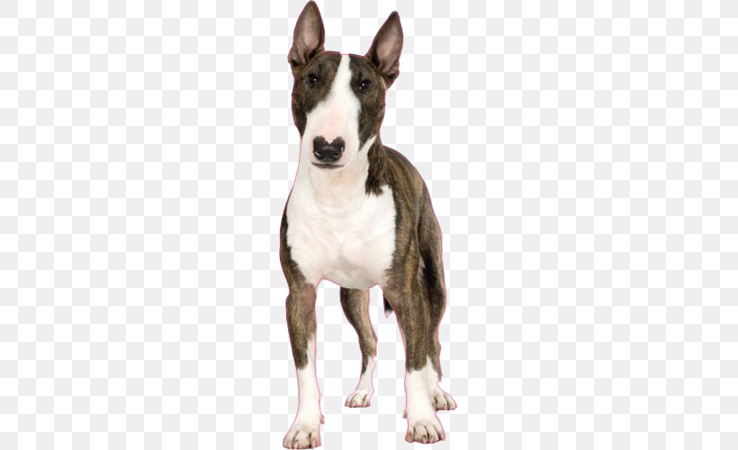 Miniature Bull Terrier Puppy Jack Russell Terrier Toy Bulldog, PNG, 500x500px, Bull Terrier, Animal, Breed, Bull, Bull And Terrier Download Free